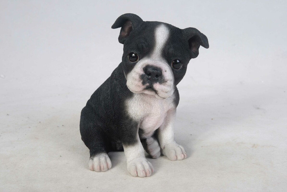 Boston Terrier Crate Size / What Is The Best Boston Terrier Crate Size? (Pictures - For